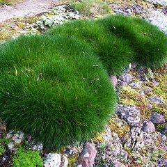 5250196_festuca_pic_carlit_02