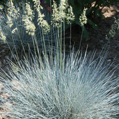 8222949_festuca_uchte_03