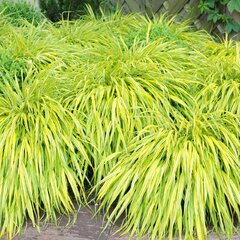 6250712_hakonechloa_aureola_07