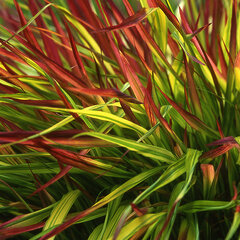 8233985_hakonechloa_macra_mulled_wine_01
