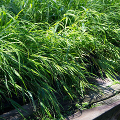 8222939_hakonechloa_macra_nicolas_01