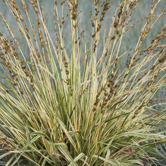 5250329_molinia_variegata_02