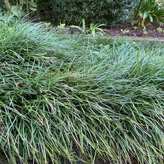 09201091_ophiopogon_japonicus_01