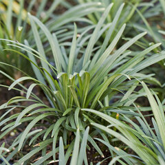 3230767_ophiopogon_minor_01