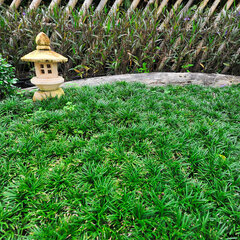 3230767_ophiopogon_minor_02