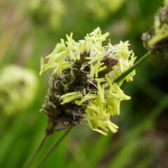 7210465_sesleria_heufleriana_01