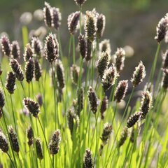 7210465_sesleria_heufleriana_02