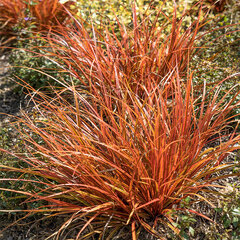 5212950_uncinia_everflame_01