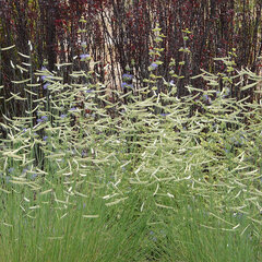 9244093_bouteloua_gracilis_01
