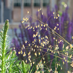 3251208_briza_limouzi_05