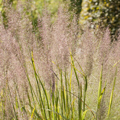 5250711_calamagrostis_brachytricha_02