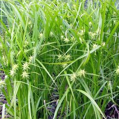 3250086_carex_grayi_01