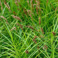 3250088_carex_muskingumensis_01