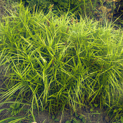 3250088_carex_muskingumensis_02