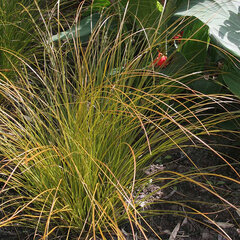 4240680_carex_prairie_fire_01