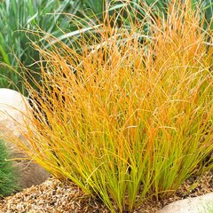 4240680_carex_prairie_fire_06