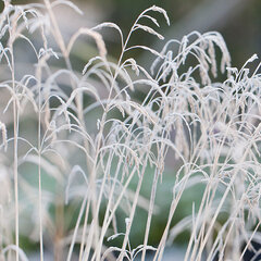 9251356_deschampsia_caespitosa_01