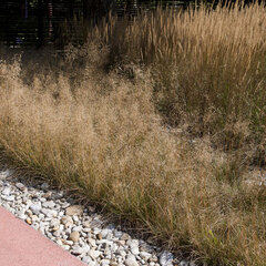 5220141_deschampsia_goldtau_01
