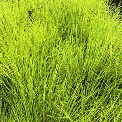 6220999_deschampsia_tatra_gold_01