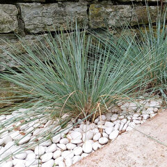 9244474_helictotrichon_pendula_01