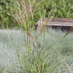 4210715_miscanthus_adagio_01