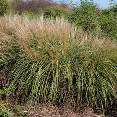 4210715_miscanthus_adagio_02