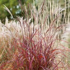 10231618_miscanthus_purple_fall_01
