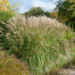 6230721_miscanthus_yaku_jima_04