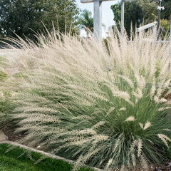 3200799_muhlenbergia_lindheimeri_02