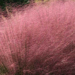 5221128_muhlenbergia_pink_cloud_04