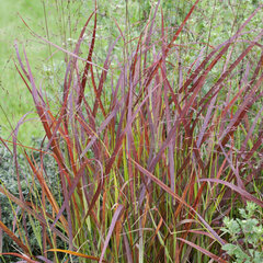 9210776_panicum_heiliger_hain_01