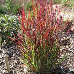 8242951_panicum_sangria_02