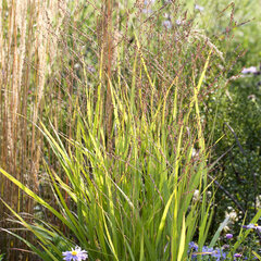10220728_panicum_squaw_01