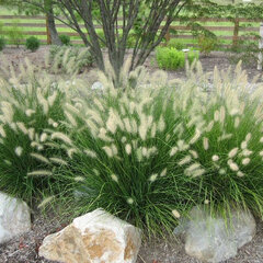 7250353_pennisetum_little_bunny_01