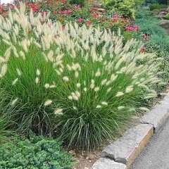 9250832_pennisetum_little_honey_01