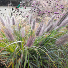 7250729_pennisetum_moudry_03