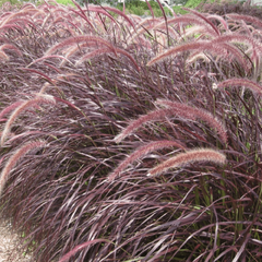 7250732_pennisetum_rubrum_01