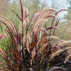 7250732_pennisetum_rubrum_02