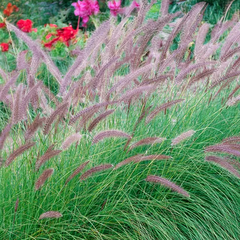 9254852_pennisetum_tiny_tails_01