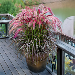 9254852_pennisetum_tiny_tails_03