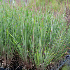 4221631_schizachyrium_ha_ha_tonka_06