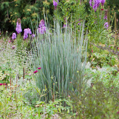 3230990_schizachyrium_praire_blues_03