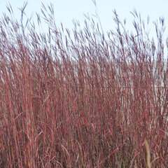 7201513_schizachyrium_red_frost_01