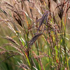 9233771_schizachyrium_red_october_01