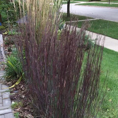 8222704_schizachyrium_smoked_signal_01