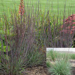 8222704_schizachyrium_smoked_signal_04