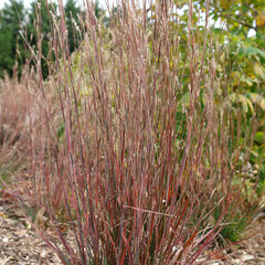 8223621_schizachyrium_standing_ovation_01