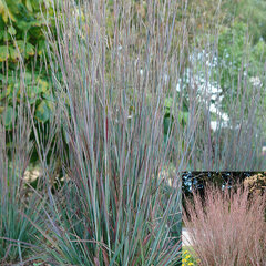 8223621_schizachyrium_standing_ovation_06