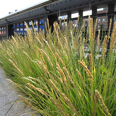 15250333_sesleria_autumnalis_01