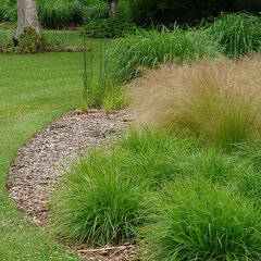 8244373_sesleria_greenlee_s_hybrid_01
